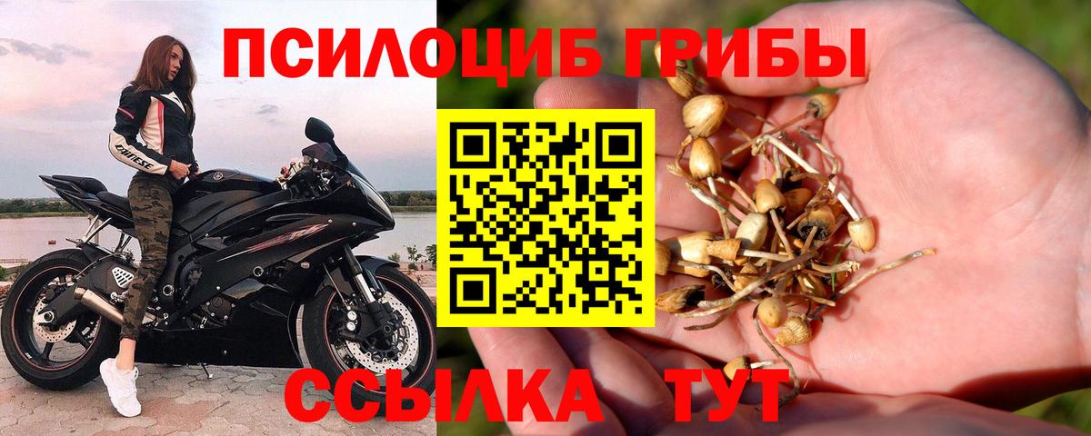 Псилоцибиновые грибы Psilocybe Богданович